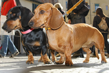 brown and black dachshunds