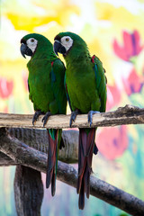Two cute green parrots 