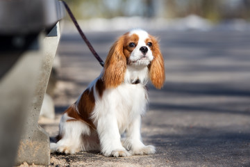 cavalier king charles spaniel puppy waiting outdoors