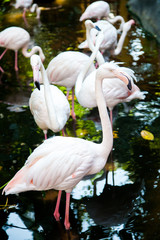 Group of pink flamingos at the zoo