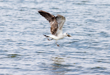 Obraz premium seagull caught fish in flight