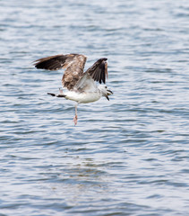 seagull caught fish in flight