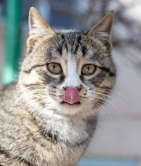 Obraz premium Cat shows language in nature