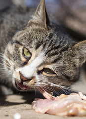 cat eats meat on nature