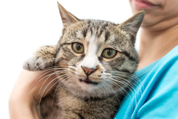 cat in hands on a white background