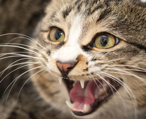 portrait of an evil cat. macro
