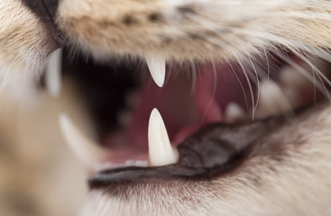 teeth evil cat as the backdrop. macro - obrazy, fototapety, plakaty