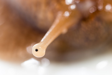 eye snails. super macro © schankz