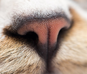 nose of a striped male cat