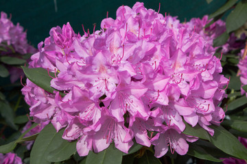 Rhododendron im Frühling