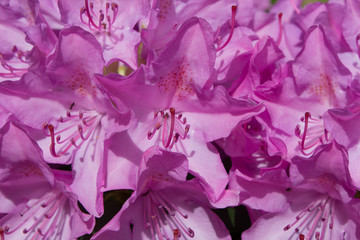 Rhododendron im Frühling