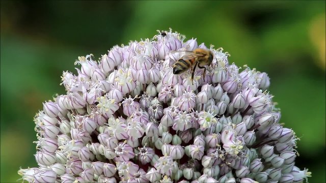 Biene auf Zierlauch Porree Knospen, Sommer 

