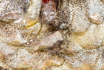 Leather pike fish. super macro