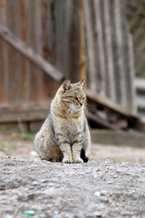 Красивый и выразительный кот