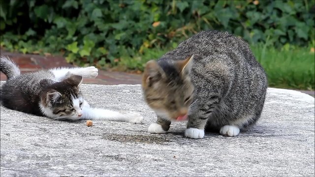 baby katze hat hunger
