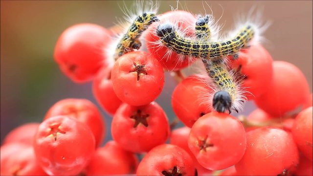 Raupe Mondvogel Phalera bucephala, makro 

