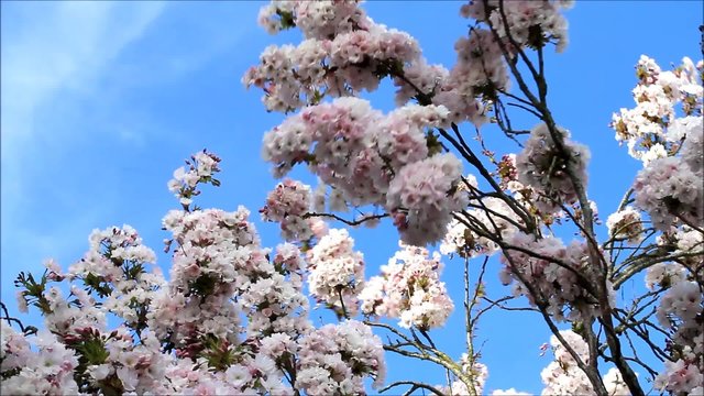 rhododendron bl&uuml;ten wehen im wind
