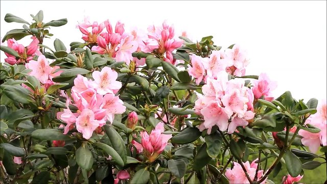 rosa rhododendron bl&uuml;ten am Strauch 
