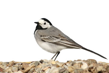 White Wagtail isolated on white, Motacilla alba