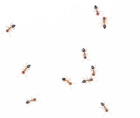 ants on a white wall