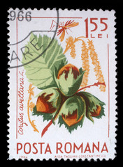 Stamp printed in the Romania shows Hazelnuts, Corylus Avelana, Common Hazel, Natural Fruit, circa 1964
