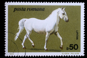 Obraz na płótnie Canvas Stamp printed by Romania, show horse, circa 1984.