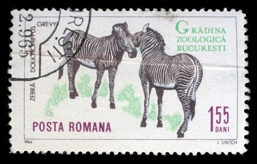 Stamp printed by Romania, shows zebra, circa 1964.