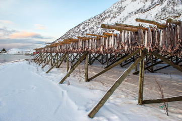 Producing stockfish from cod