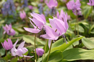 Obraz premium 豊平公園のカタクリ