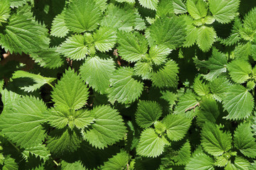 Bright green nettle