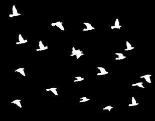 flock of pigeons on a black background