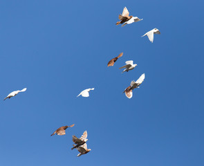 flock of pigeons on blue sky