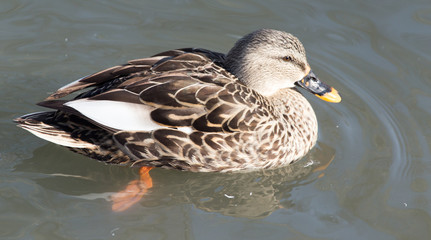 duck in the lake in nature
