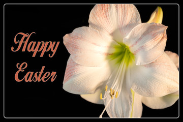 Happy Easter