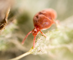 Red tick in nature. macro