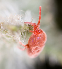 Red tick in nature. macro