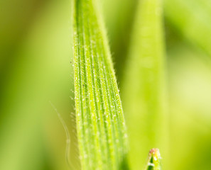 green grass in nature. macro