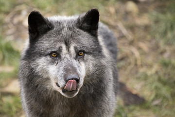 faim de loup