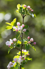 beautiful flowers on the apple tree in nature