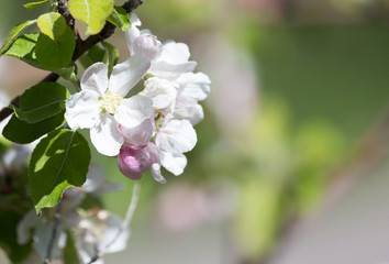 Fototapeta na wymiar beautiful flowers on the apple tree in nature