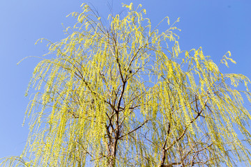 flowers on the tree in nature willow