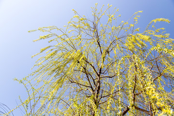 flowers on the tree in nature willow
