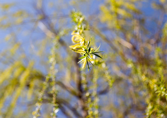 flowers on the tree in nature willow