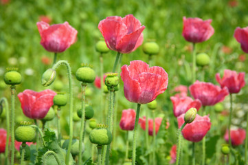 Mohnblumen im Mohnblumenfeld