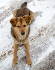 dog portrait outdoors in winter