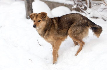 dog portrait outdoors in winter