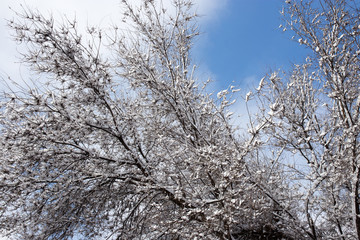 Snow on the tree against the blue sky