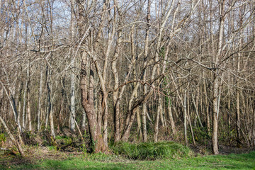 Obraz premium Bare Spring Trees