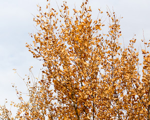 Yellow leaves on autumn trees as a background