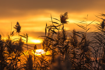 Obraz premium bulrush at sunset
